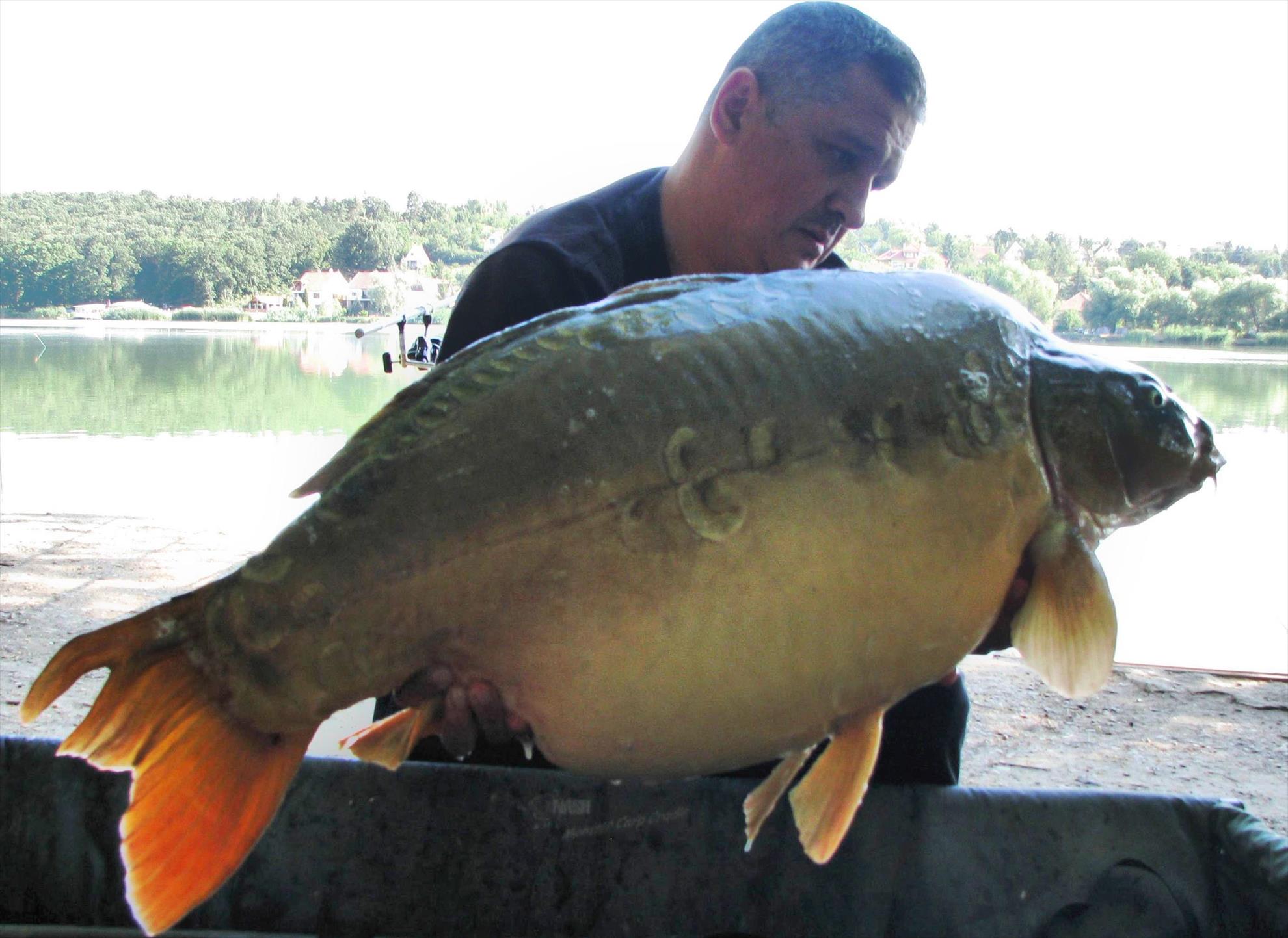 capturi over 20 kg in 2014 - 12 buc. - img1365a.jpg